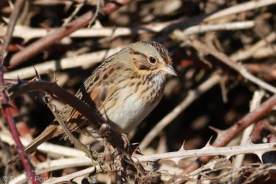 Lincoln's Sparrow