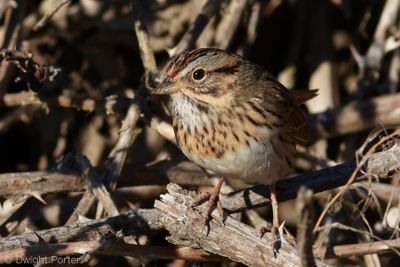 Lincoln's Sparrow