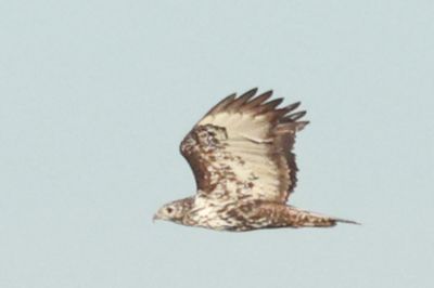 Light bird