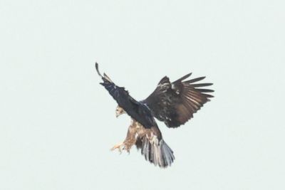 Light bird