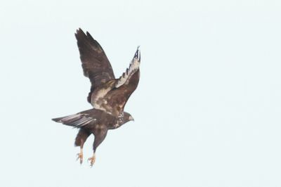 Dark bird