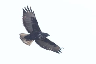 Dark bird