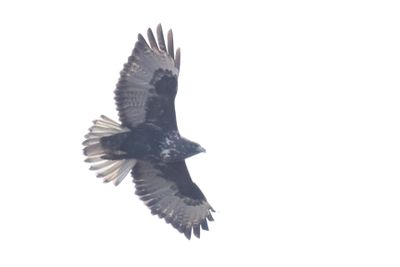 Dark bird