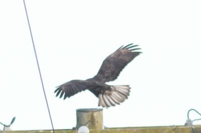 Dark bird