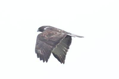 Dark bird
