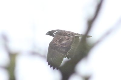 Dark bird