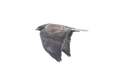 Dark bird
