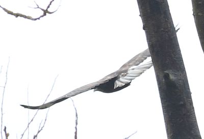 Hawk ID: Light Bird/Dark Bird