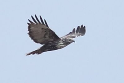 Light bird
