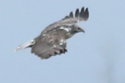 Light bird