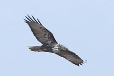 Light bird