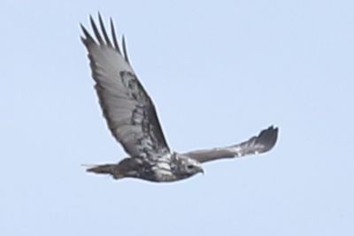 Hawk ID: Light Bird/Dark Bird