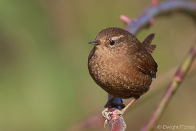 Pacific Wren