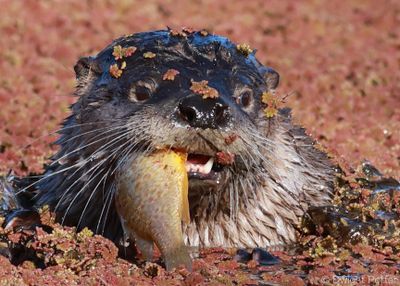 River Otter