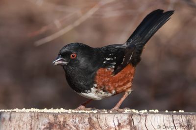 Spotted Towhee