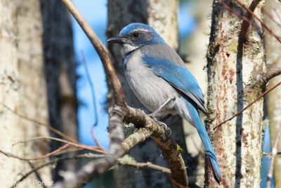 California Scrub-Jay