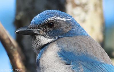California Scrub-Jay