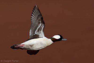 Local Patch Birds