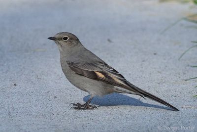 Townsend's Solitaire 