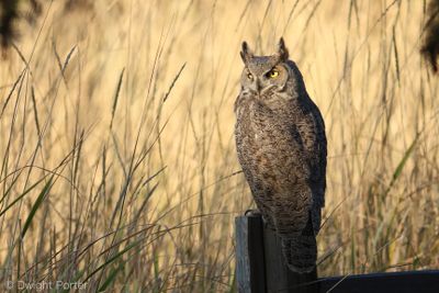 Great Horned Owl