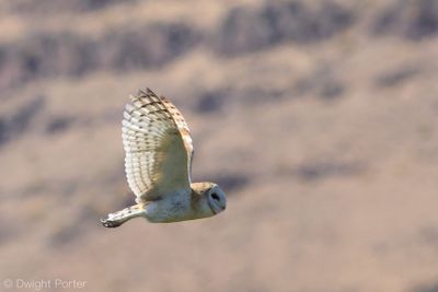 Barn Owl