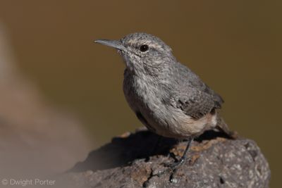 Rock Wren