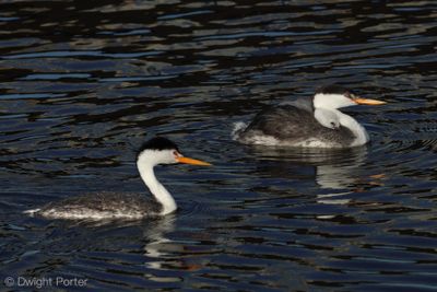 Clark's Grebe and Western Grebes