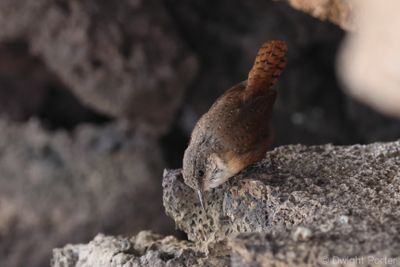Canyon Wren