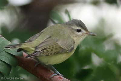 Warbling Vireo