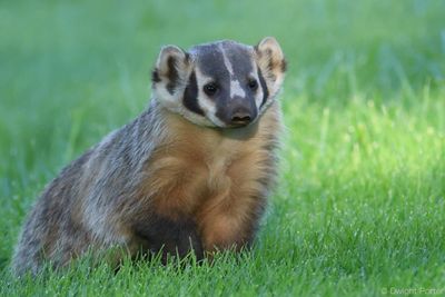 Badger