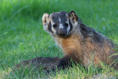 Badger