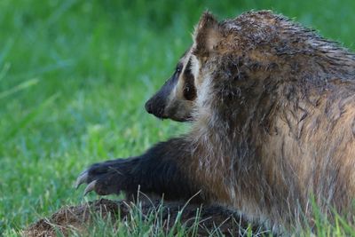 Badger