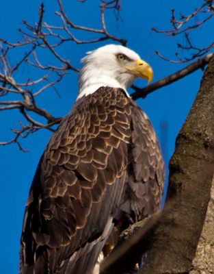 Eagle 1.jpg