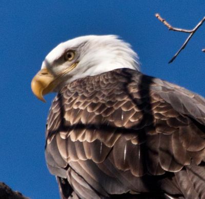 Eagle 3.jpg