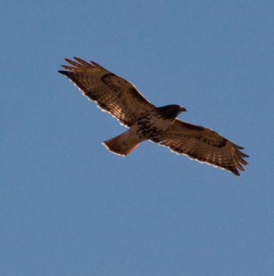 Eagle 4.jpg