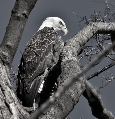 Eagle 2.jpg