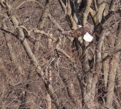 eagles