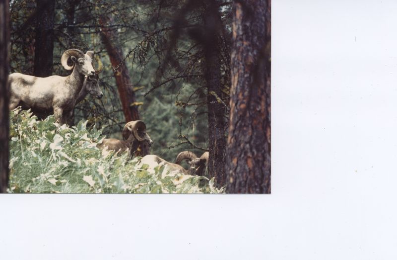 Big Horn Sheep on Wild horse Island, MT