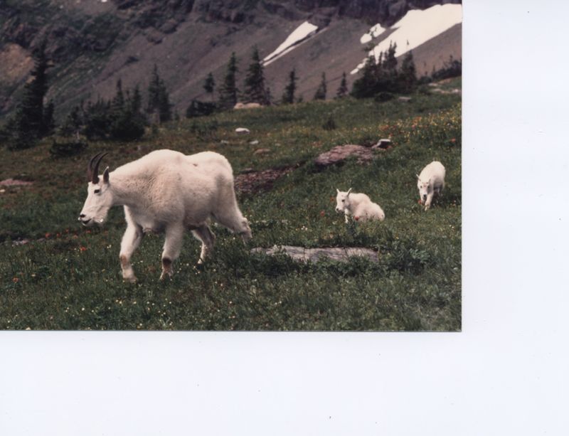 Mountain Goat mother and calves, Glacier NP, MT, USA