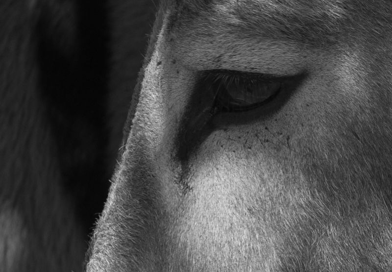 Donkey Eyes.jpg
