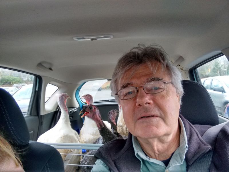 Post Christmas-dinner Turkey Rescue
