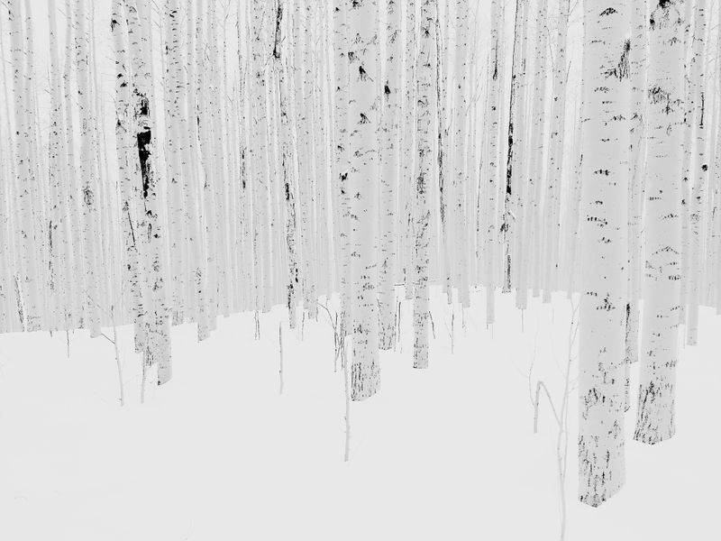 Aspens in Snow