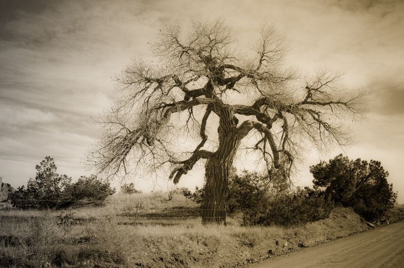 Tree&Clouds, N. of Galisteo, NM