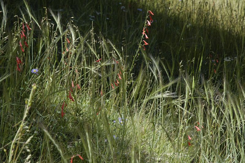 Meadow_Flowers__DSC0283.jpg