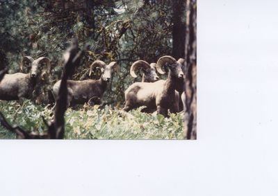 g13/51/948551/3/173621005.2ab2f6f9.JPEG