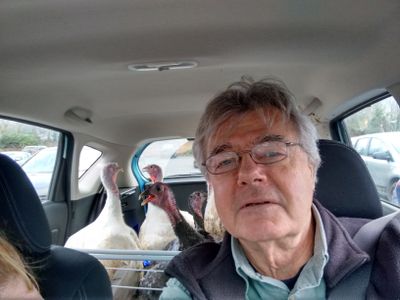Post Christmas-dinner Turkey Rescue