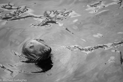Gray Seal (Halichoerus grypus), Howth harbor, NE of Dublin, IE