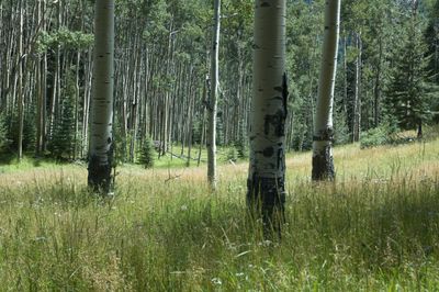 Meadow_DSC0320-Edit.jpg