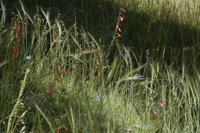 Meadow_Flowers__DSC0283.jpg