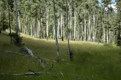 New Mexico New